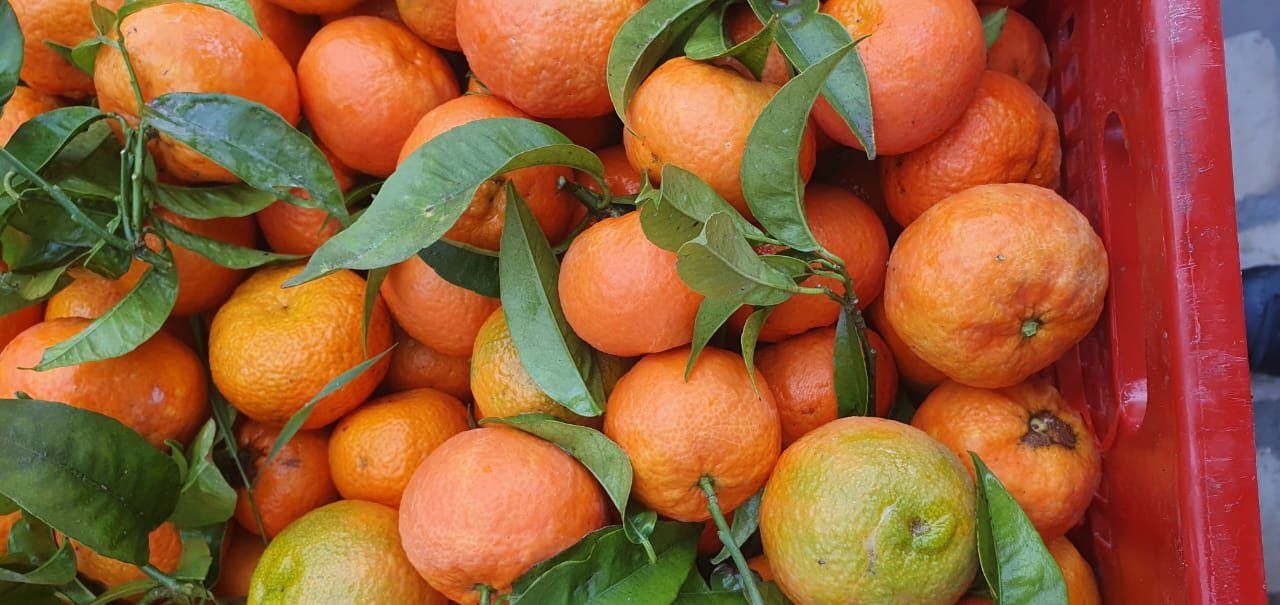 Mandarines fraîchement cueillies